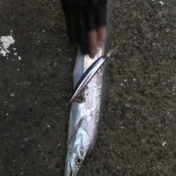 タチウオラッシュ