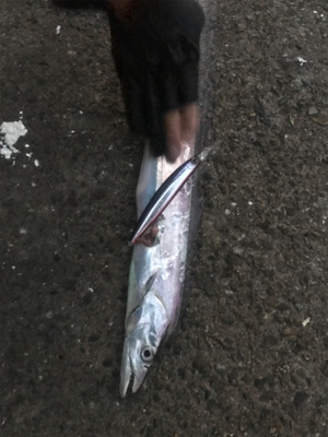 タチウオラッシュ