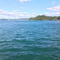 アオリイカ釣果