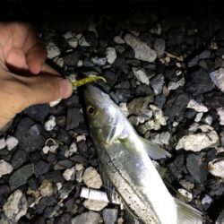 プチセイゴ祭り