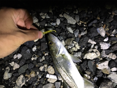 プチセイゴ祭り