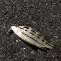 ナイトライトゲーム