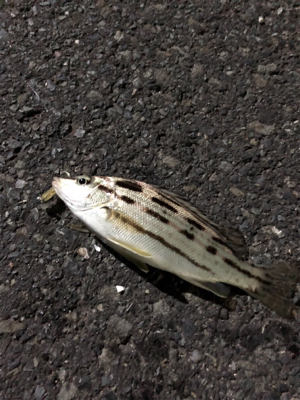 ナイトライトゲーム