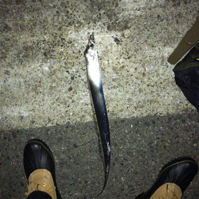 ベイトの群れにタチウオ付いてる