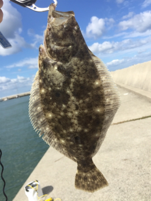 初青物＆ヒラメ！！！