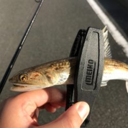 アジを求めて①