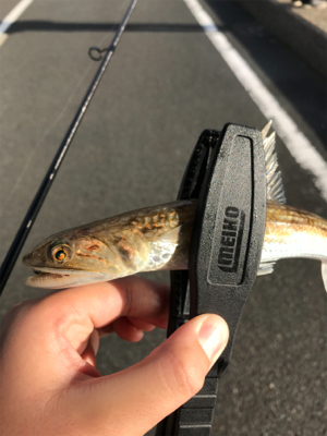 アジを求めて①