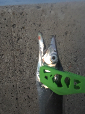 渋かった 寒かった（苦笑）