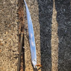 やっとまともなサゴシ