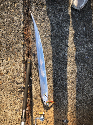 やっとまともなサゴシ