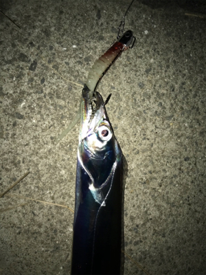 FLAP釣法伝承します（❓）