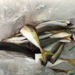 久しぶりのアコウ