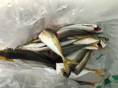 久しぶりのアコウ