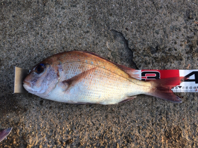 平磯で紅葉狩り