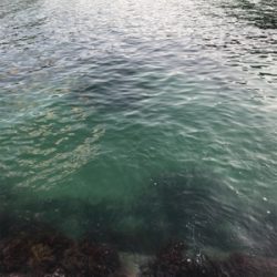 アオリイカ釣果