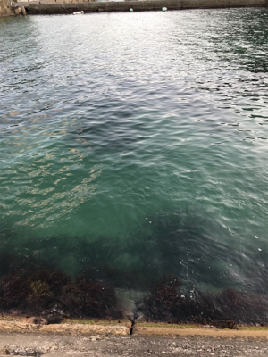 アオリイカ釣果