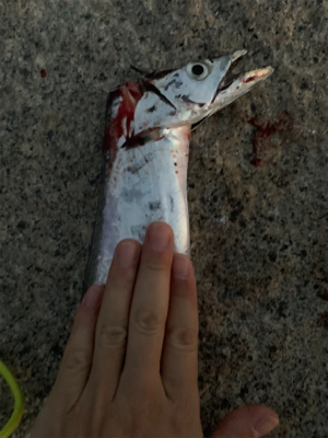 夕まづめショアジギ