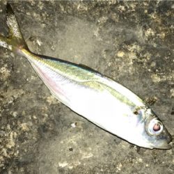 アジ メバル チーバス ガッシー