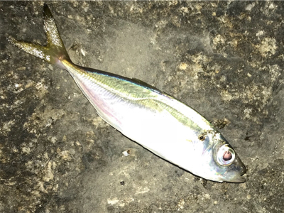 アジ メバル チーバス ガッシー