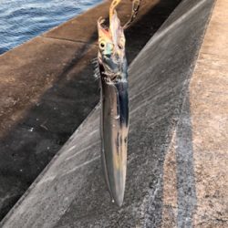 二週連続ノマセ好調！