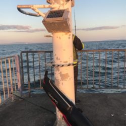 太刀魚釣れすぎ