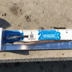 神戸に久々の五目釣り