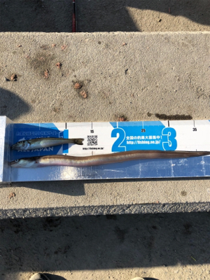 神戸に久々の五目釣り