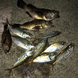 ワインド不発からアジング