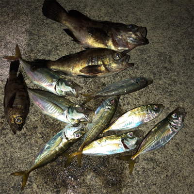 ワインド不発からアジング