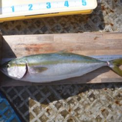 岸和田一文字 タチウオ&青物