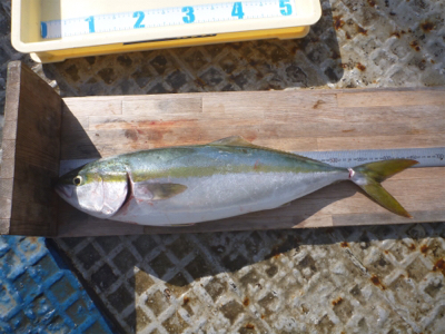 岸和田一文字 タチウオ&青物