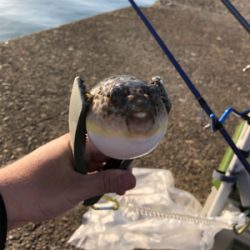 エギングのはずが