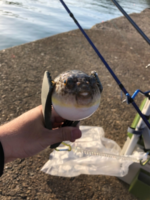 エギングのはずが