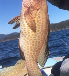 紀北タイラバ釣行