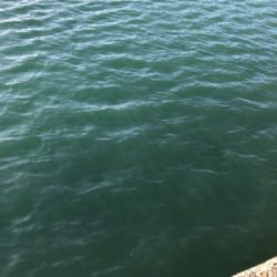 日中のライトゲーム