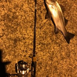 アジングロッドでヒラスズキ!