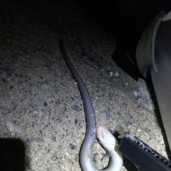 買ったばかりのジグ…