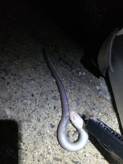 買ったばかりのジグ…