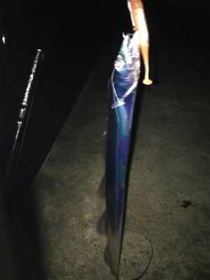 雨ときどきタチウオ‼︎