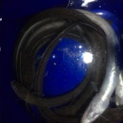 朝と夕方どっちもあかん