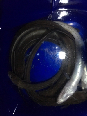 朝と夕方どっちもあかん