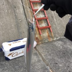 ショアジギ ノマセの二本立て