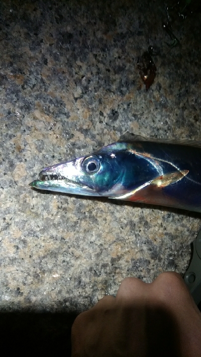 サバ、太刀魚多め