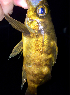 アジンガー1815〜1956