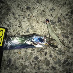 タチカッターにもめげずにFLAP