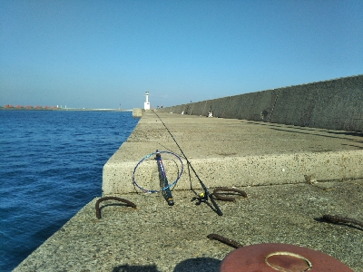 青物はいません