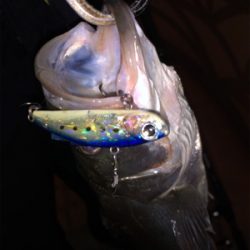 シーバス乱舞！