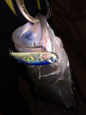 シーバス乱舞！