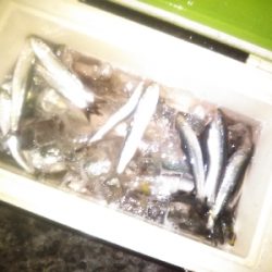 アジング楽し♪