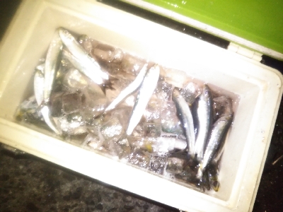 アジング楽し♪